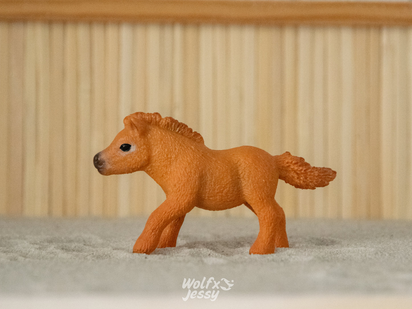 13777 Shetlander veulen