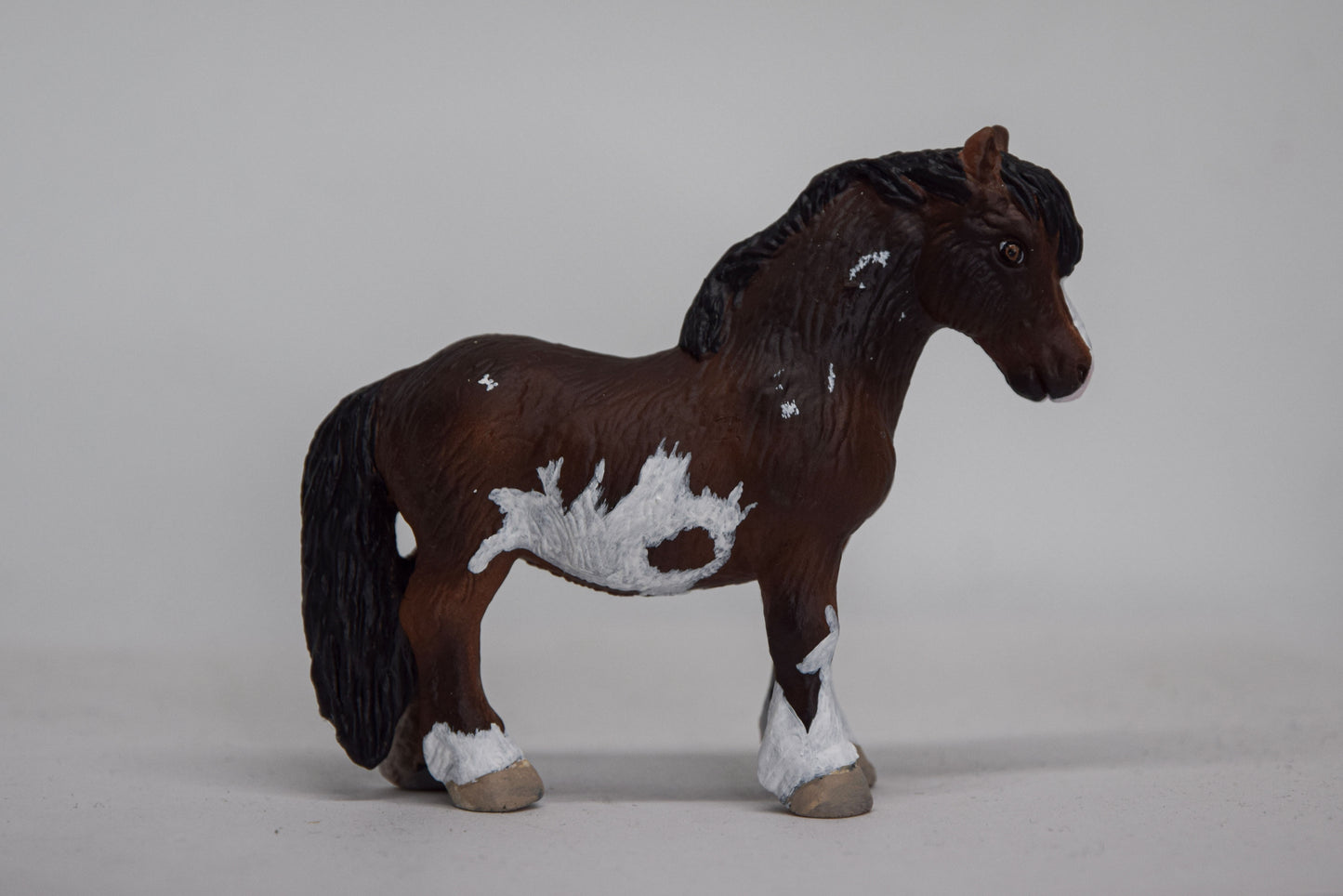 NIEUW Bonte shetlander 'Rebel'