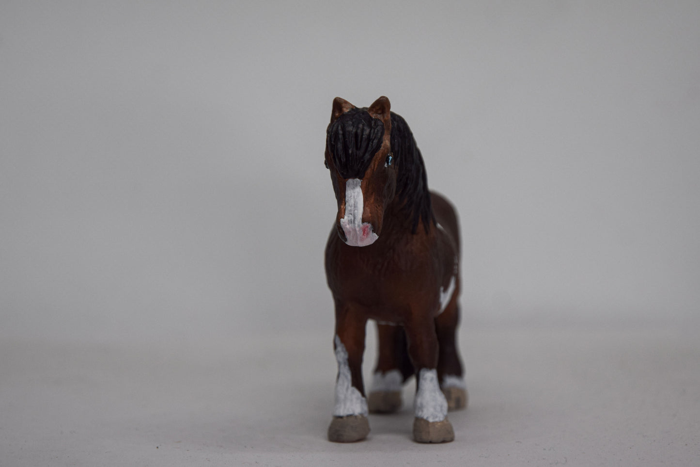 NIEUW Bonte shetlander 'Rebel'