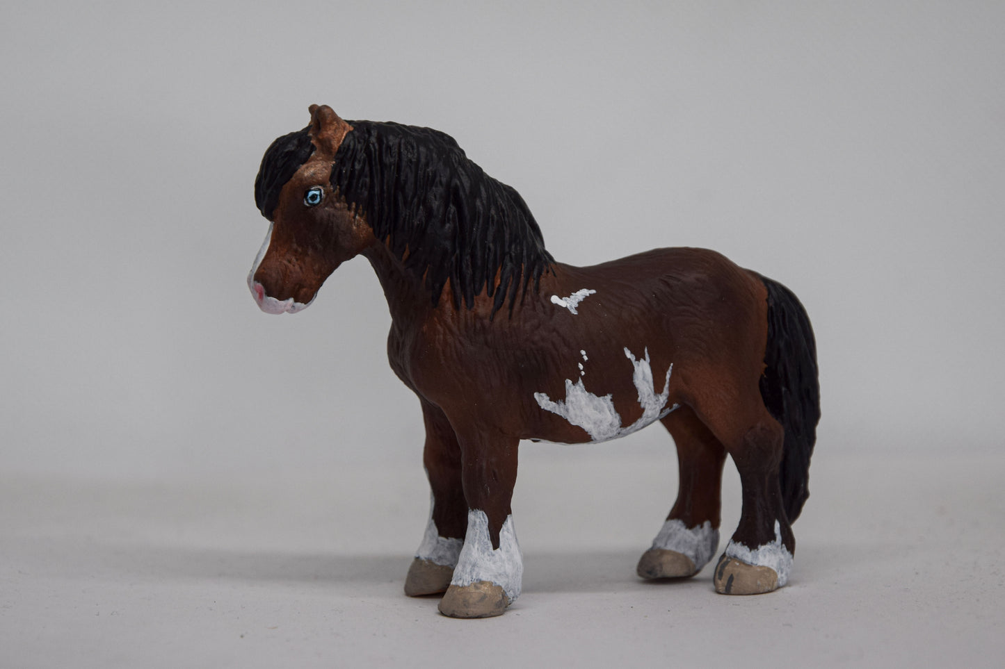 NIEUW Bonte shetlander 'Rebel'