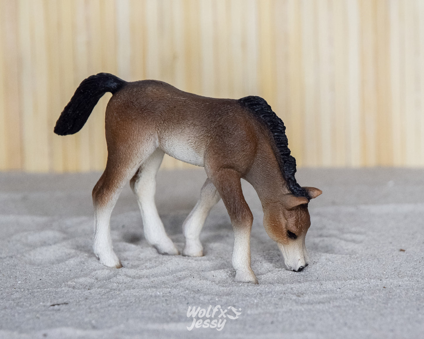 13652 Arabier veulen grazend