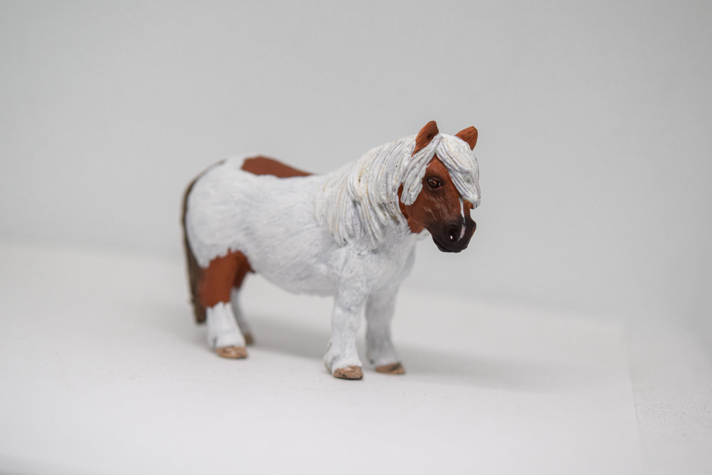 NIEUW Shetlander 'Cavi'