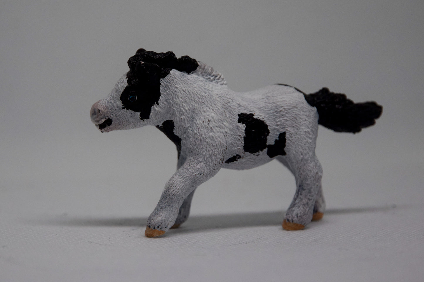 Shetlander veulen 'Makker'