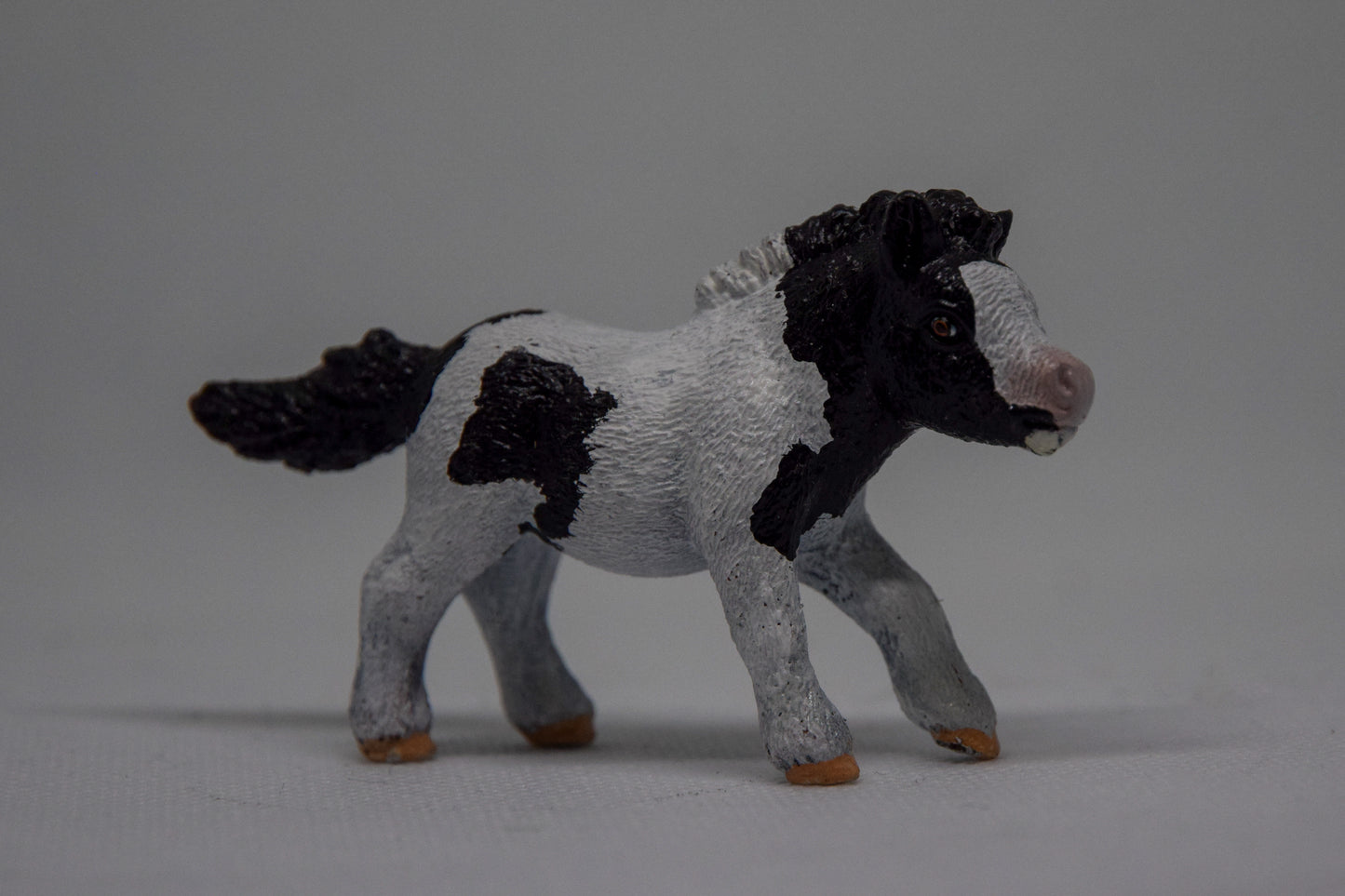 Shetlander veulen 'Makker'