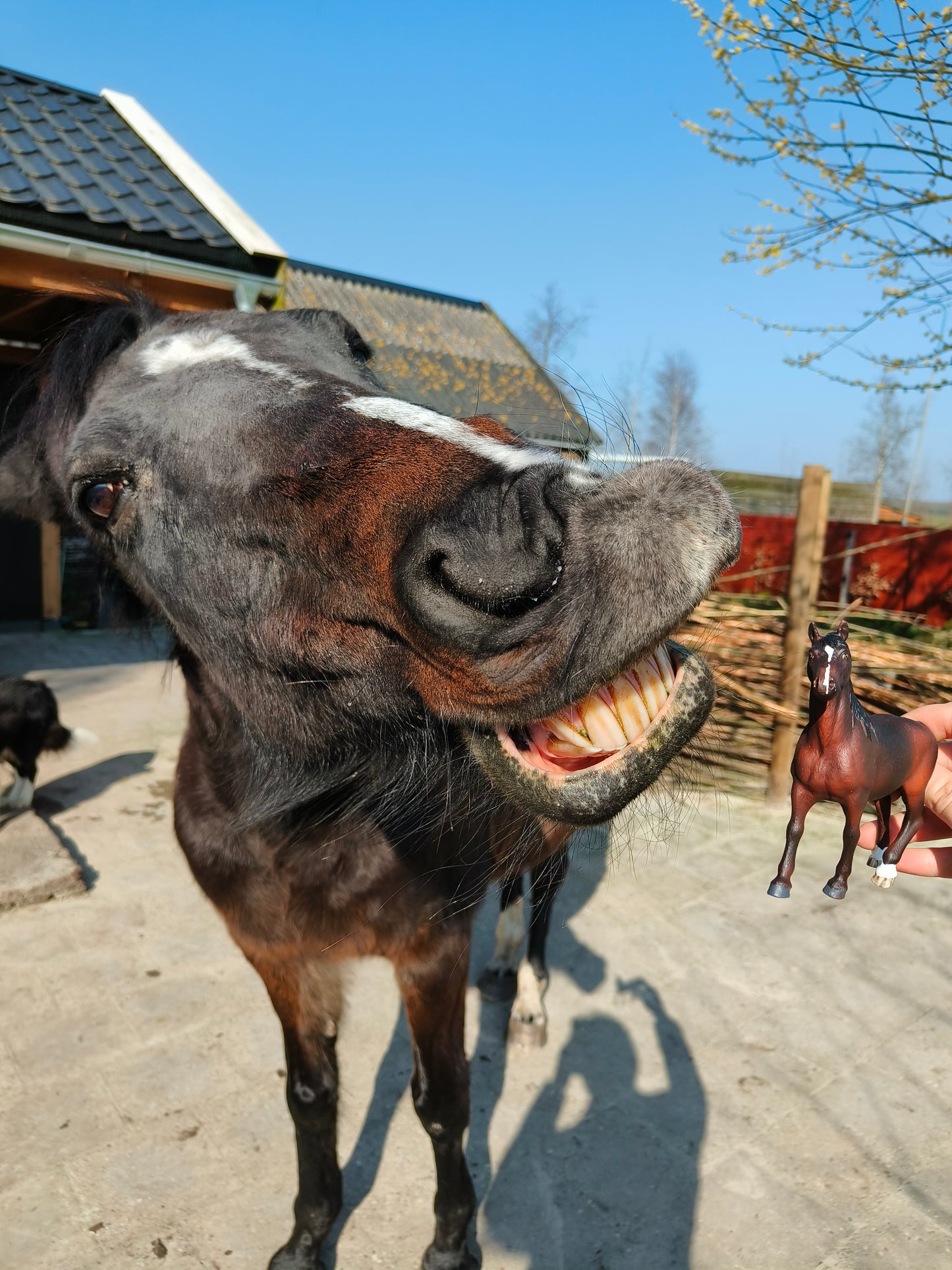 Schleich repaint op aanvraag