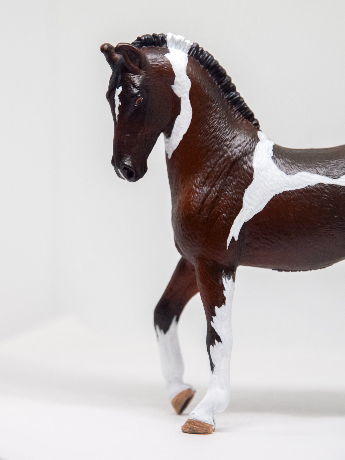 NIEUW SSO Marwari 'Tuxedo'