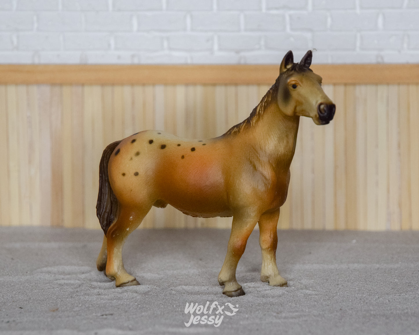 13229 Appaloosa hengst